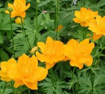 金莲花(旱地莲,金芙蓉,旱金莲,金疙瘩)