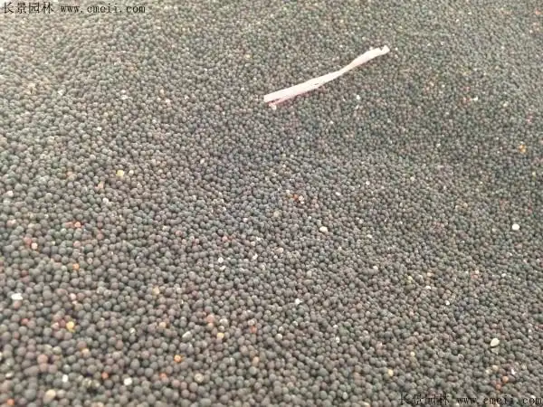 满天星籽多少钱一公斤满天星种子在哪里可以买到