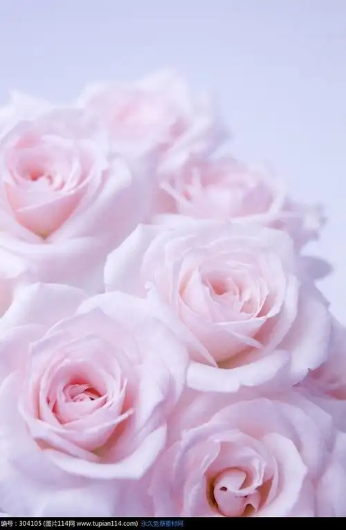 几朵淡粉色玫瑰花花朵