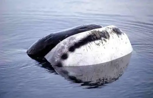 bowhead whales: fascinating and vocal mammals of the arctic