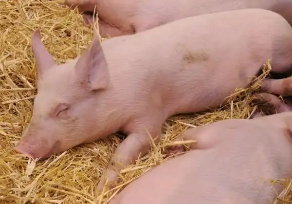 可爱小猪萌样大集合,这么多外国猪!