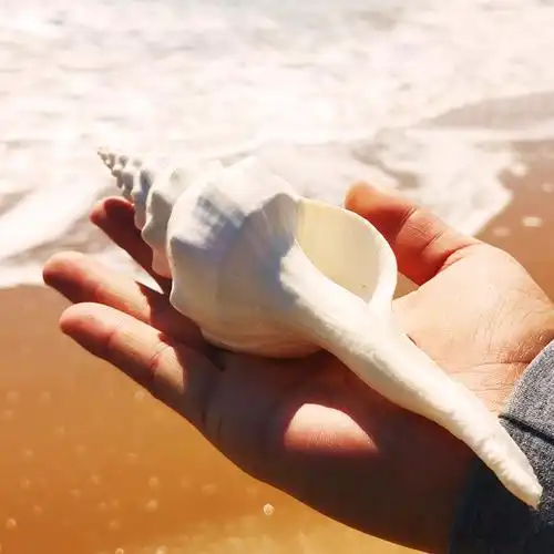 小米生态家居同款天然海螺贝壳珊瑚白长旋螺右旋海螺佛教供奉祭祀法器