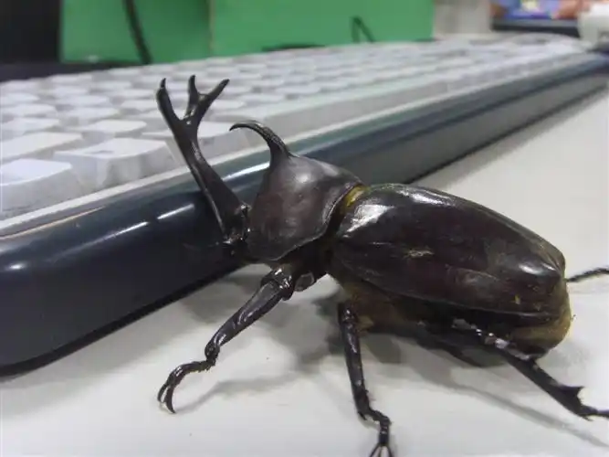 进口甲克虫-独角仙