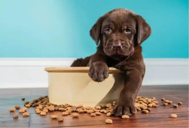 怎么判断狗狗有没有吃饱?这几个方法可以帮到你