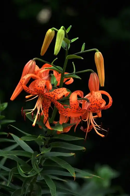 虎皮百合图片鲜花花朵花卉百合花百合卷丹百合倒垂莲虎皮百合药百合黄