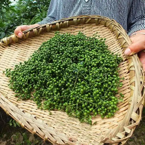 新鲜青花椒藤椒江津九叶青花椒冷冻保鲜花椒特麻特香四川重庆麻椒保鲜