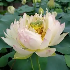 观赏莲花荷花盆栽阳台图片