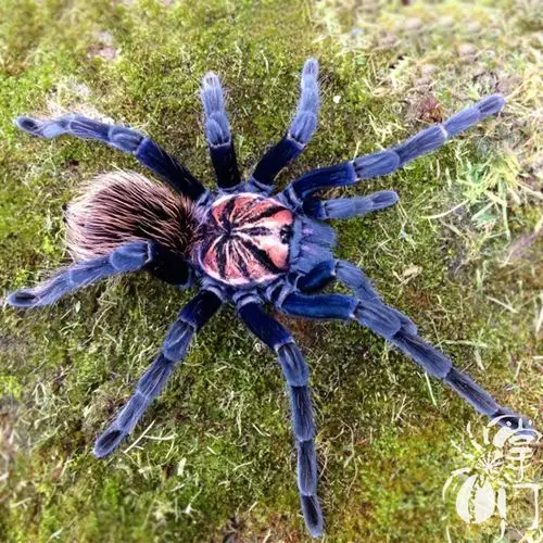 哥伦比亚梦幻镭射宠物蜘蛛活体捕鸟高端收藏南美蜘蛛