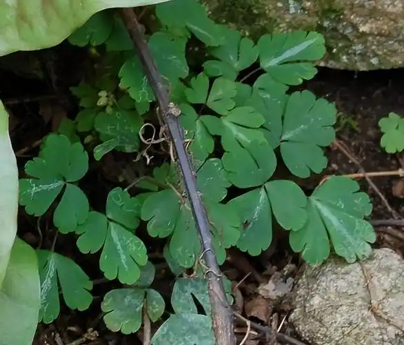 农村的野草,根是稀罕物,却被人称作"老鼠屎",功效