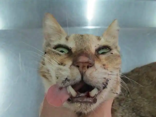 医助-- 屏东县佳冬乡盲眼阿伯只餵不扎3天不吃不