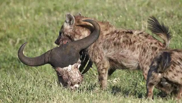 又一头水牛惨遭鬣狗的猎杀,方式还是这么残忍!