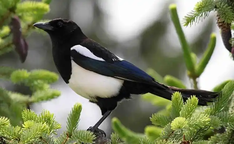 喜鹊报喜的灵鹊