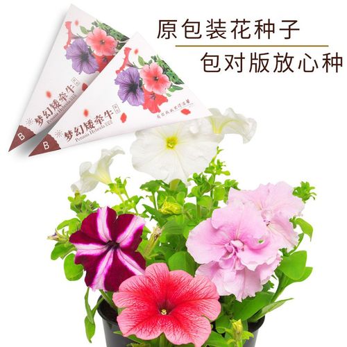 矮牵牛花种籽子四季播易种花卉观花植物混合懒人阳台盆栽开花种子