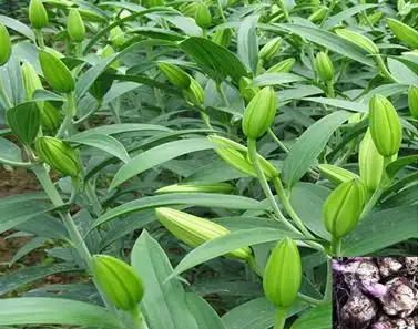 在菜市买的食用百合如何种植?