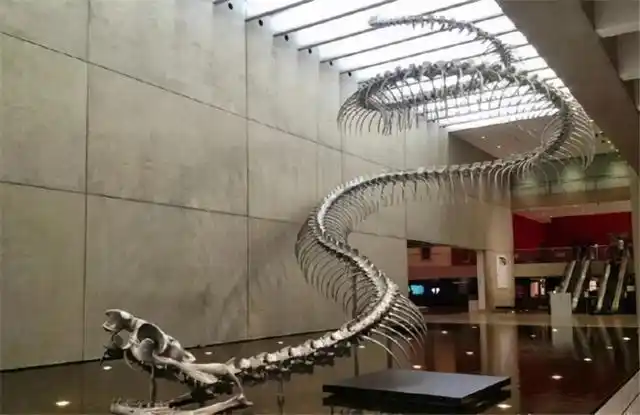 史前巨蛇泰坦巨蟒诞生于地球的一个高温时期人类需警惕了