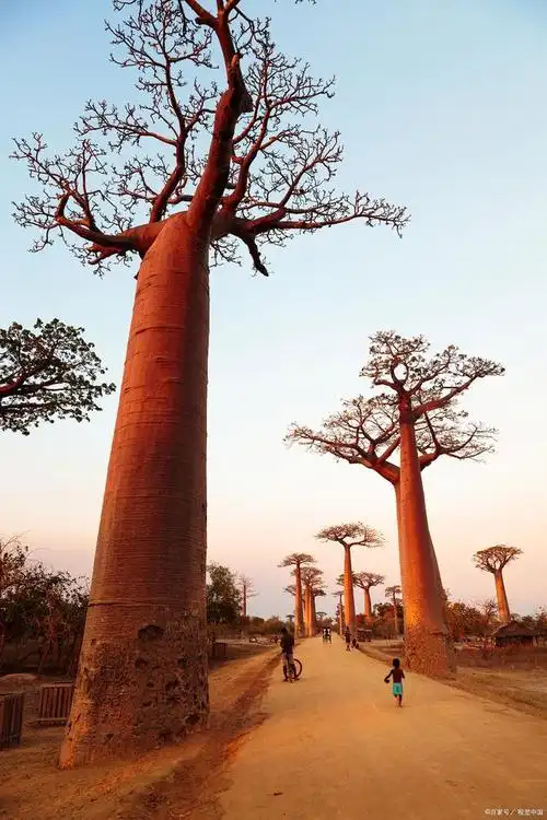 猴面包树是世界上最神奇的树,浑身上下都是宝