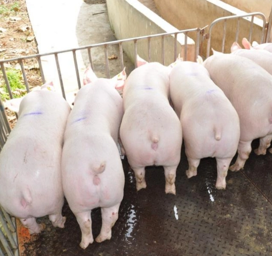 但是我国育肥猪有可以长成猪,我国以上能饲养猪,只有对调节猪体温适应