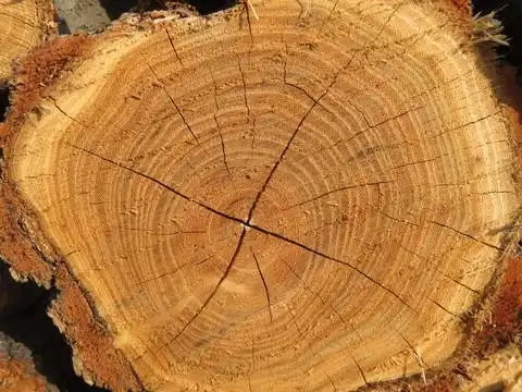 树木年轮图片