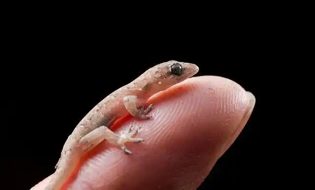 壁虎尾巴通常是自己选择断掉的