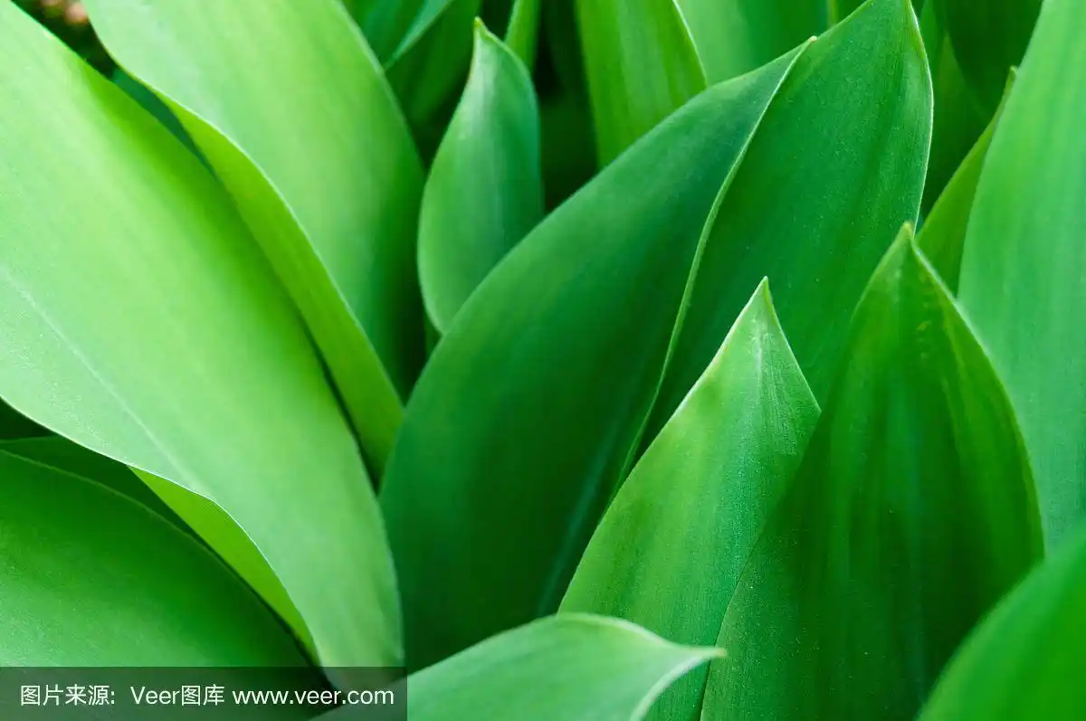 郁金香,叶子,自然,乌克兰,图像