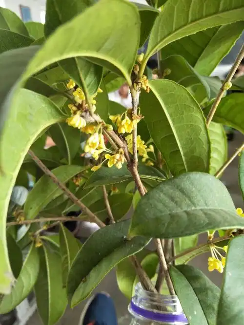 插矿泉水瓶上的桂枝