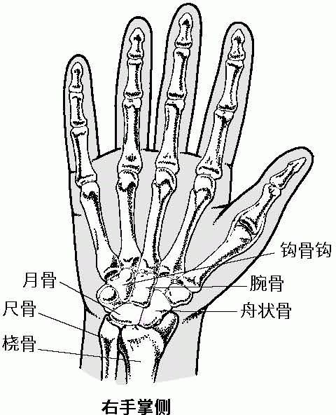 腕部的骨骼