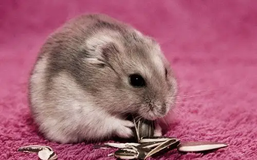 可爱宠物仓鼠图片壁纸(3/20)