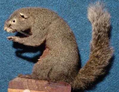 츹 ͼ2_ 츹 图片_百度百科