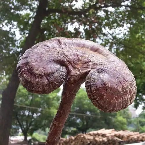 雄诗豪歌咏灵芝