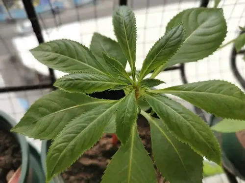 【完结】凤仙花的栽培日记 - 知乎