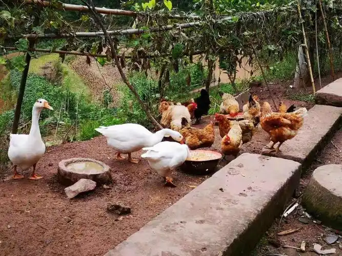 春节去了爷爷家,爷爷家鸡鸭成群,它们喜戏打闹,热闹非凡,可爱极了.