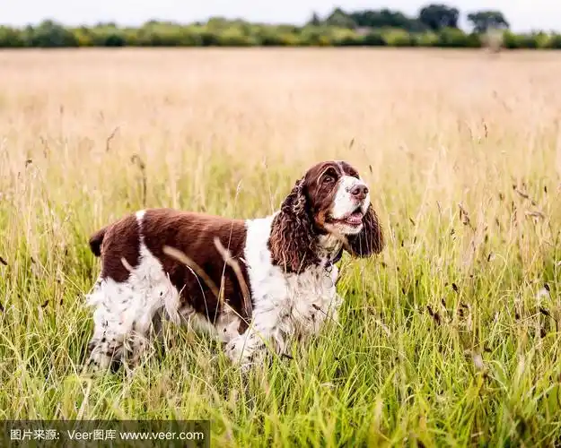 棕色和白色的英国猎犬