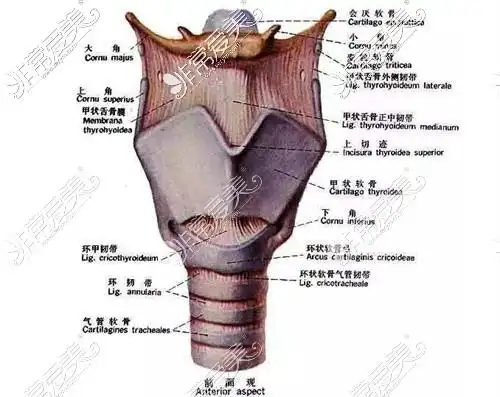 女生能做喉结缩小手术吗技术费用风险副作用提前告知