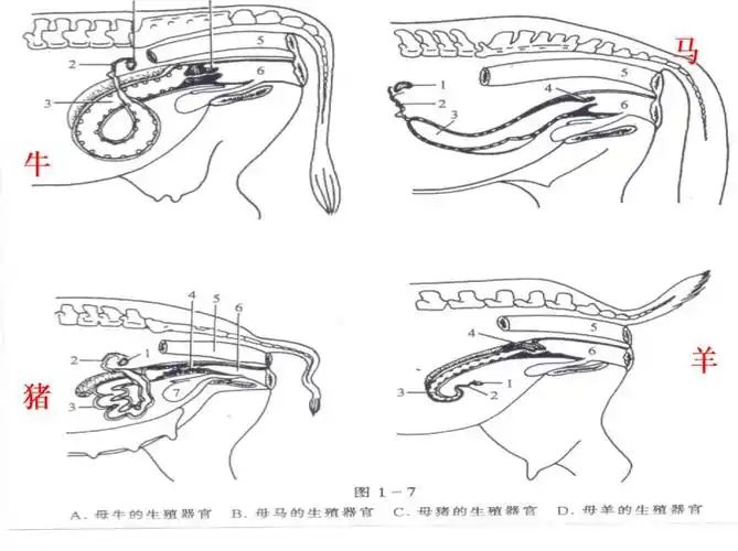 母猪子宫的容积极大