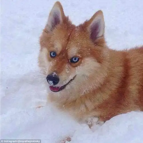 美国费城一狗狗因酷似狐狸网上走红(组图)