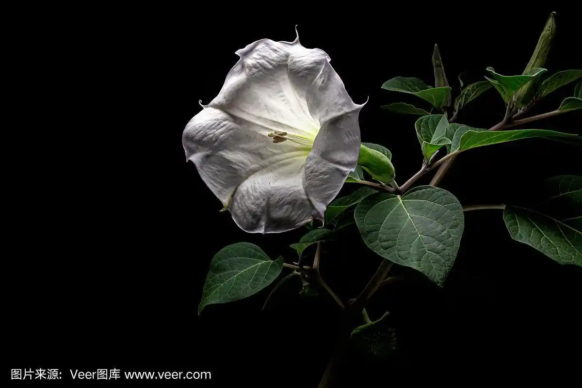 曼陀罗花,毒品,马曲霉,刺苹果,曼陀罗,孤立在黑色背景