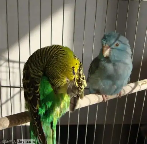 给下蛋的蓝太平洋鹦鹉找个家