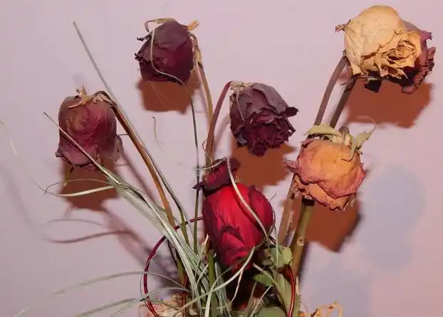 德国seyo品项机器人:一次补水,相当于敷100片面膜