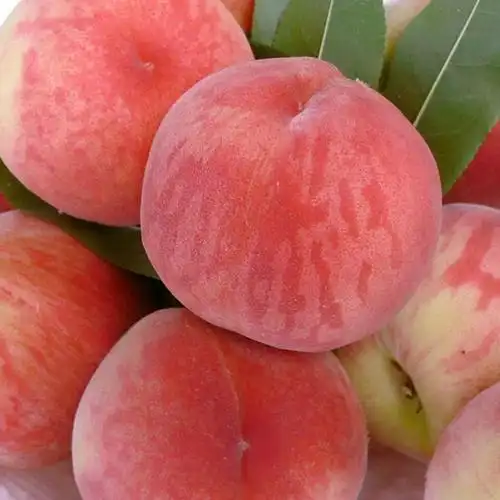 王贡桃礼盒装中秋节礼品现摘大果深州大蜜桃子新鲜水果产地直发礼佳品