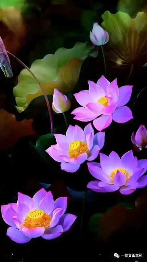 稀有荷花"紫气东来",67紫色的花色又美又仙又高贵,太美了!