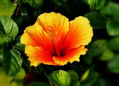 玛玎【美摄视界】:【首发】橙红色扶桑花 - vv