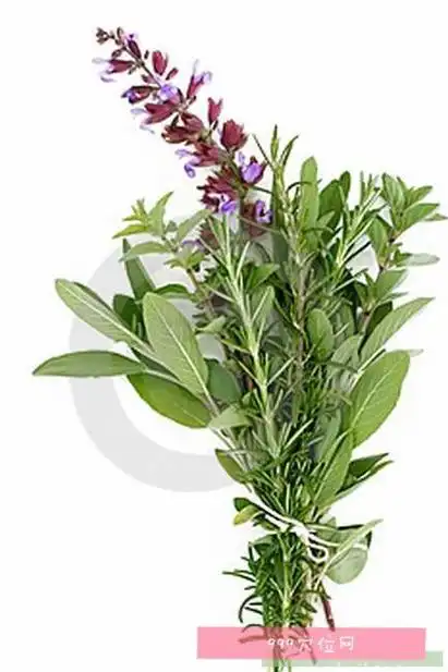 牛至的功效:牛至又名止痢草,土香薷,小叶薄荷,别名:奥勒冈草,俄力冈叶