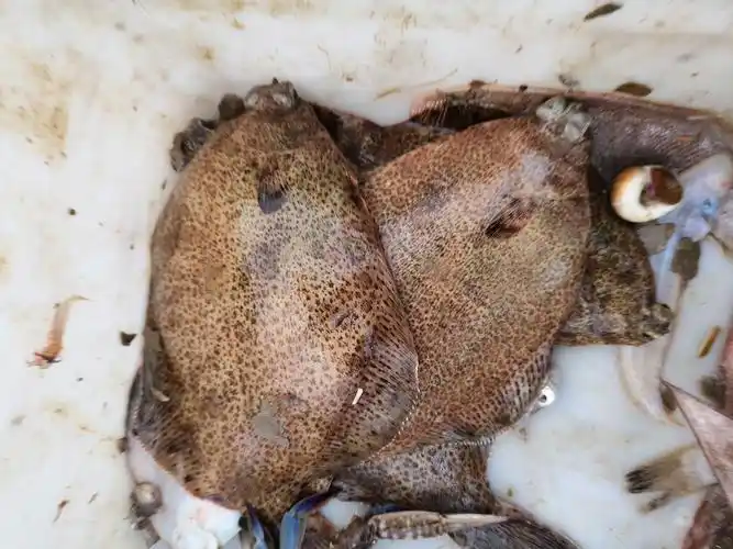 山东日照渔民出海收获满满野生高眼鱼漂亮吗