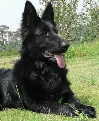 狗扑网 比利时牧羊犬 比利时牧羊犬图片 狗狗图片大全 正文 2/4