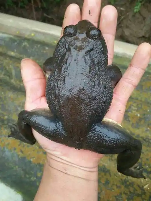 野生石蛙销路如何选?