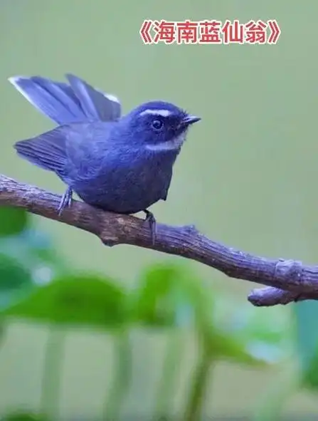 《海南蓝仙翁》我的摄影日记#有一抹蓝色魅影叫"仙鹟"#野生鸟 - 抖音