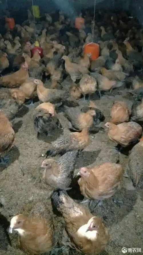 青脚麻鸡 3-4斤 母