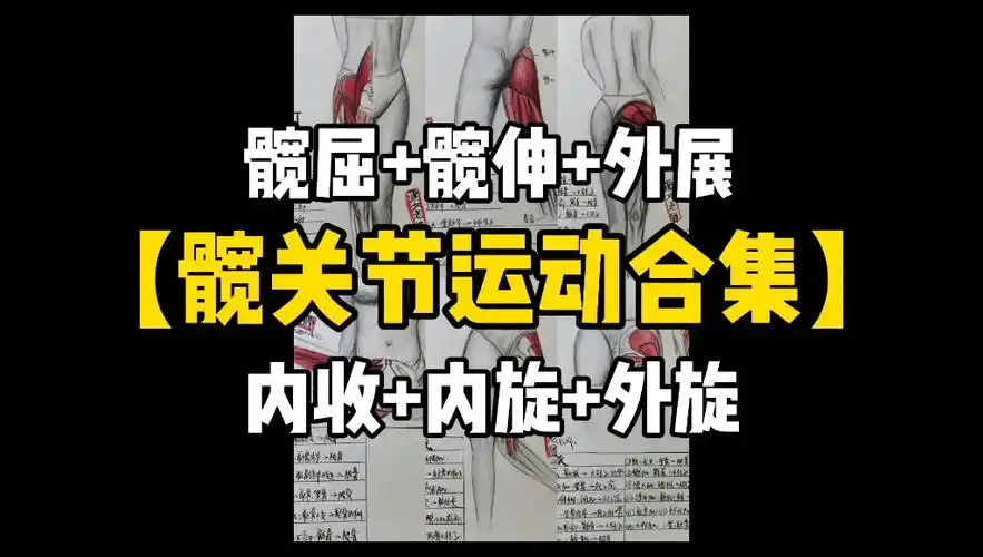 【髋关节运动合集】髋屈 髋伸 外展 内收 内旋 外旋!腿型矫正!