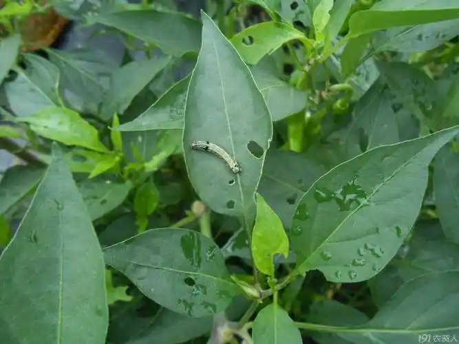 【小晴说昆虫】——斜纹夜蛾1