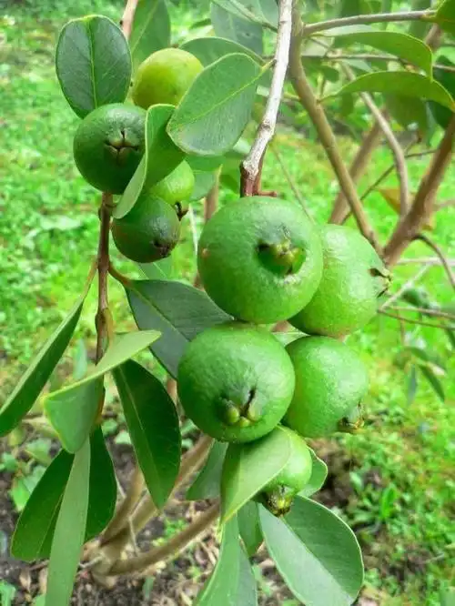 长在记忆里的海南野果 青葱岁月中的舌尖美味